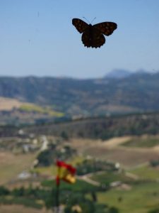 17.10.25 Sprachfahrt Malaga2017 05